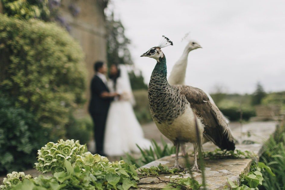 Wedding Photography Northbrook Park Peacocks