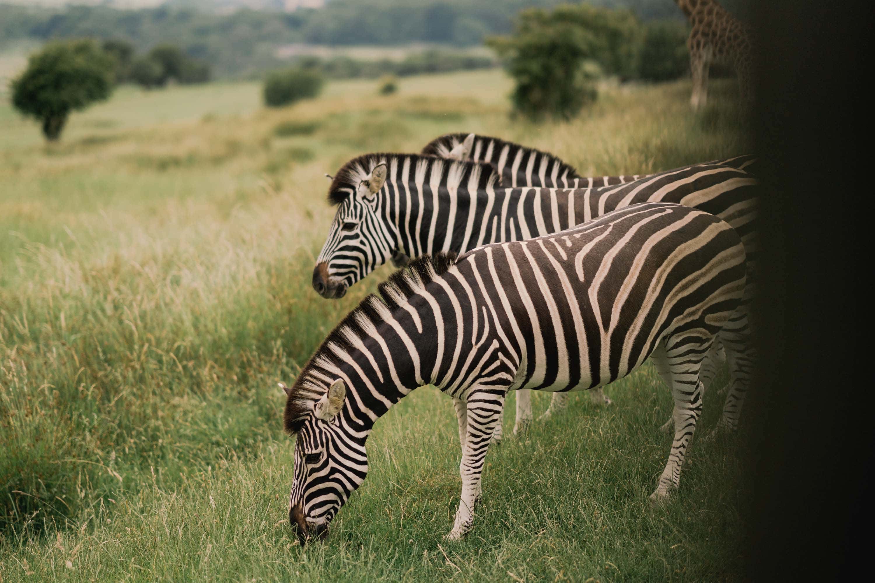 Zebra at Port Lympne Safari Park in Kent.