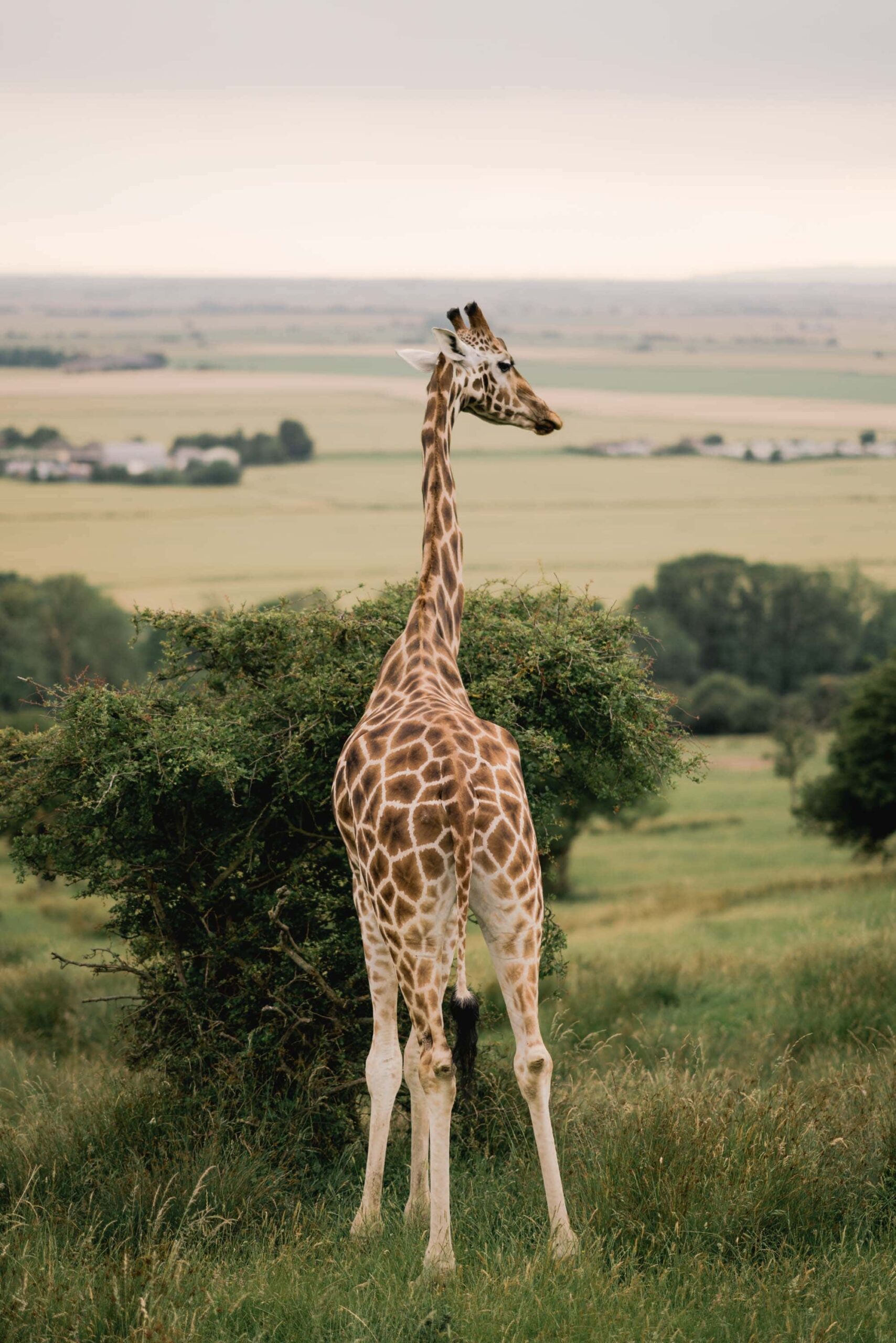 Giraffe at Port Lympne Safari Park in Kent.