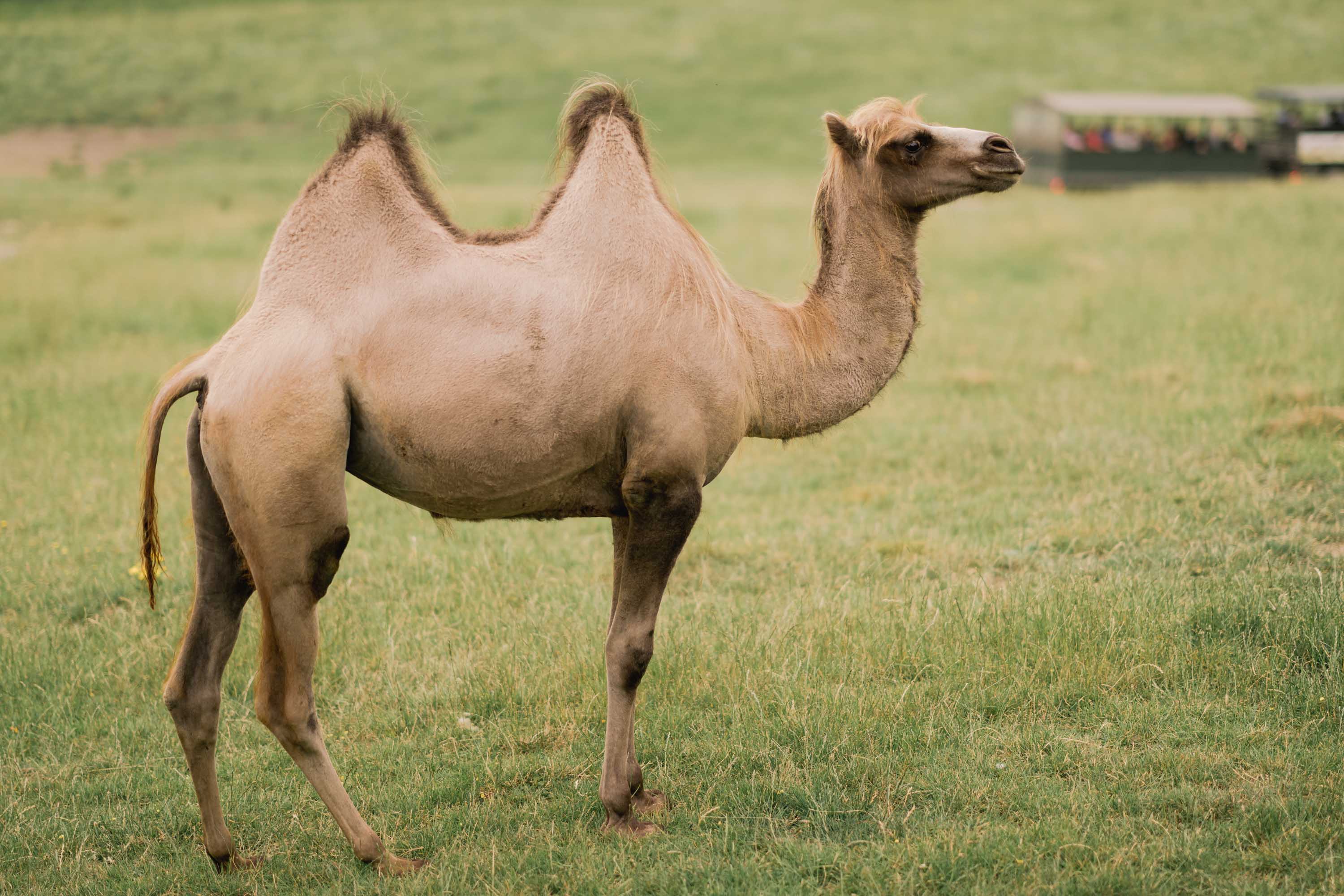 Camel at Port Lympne Safari Park in Kent.