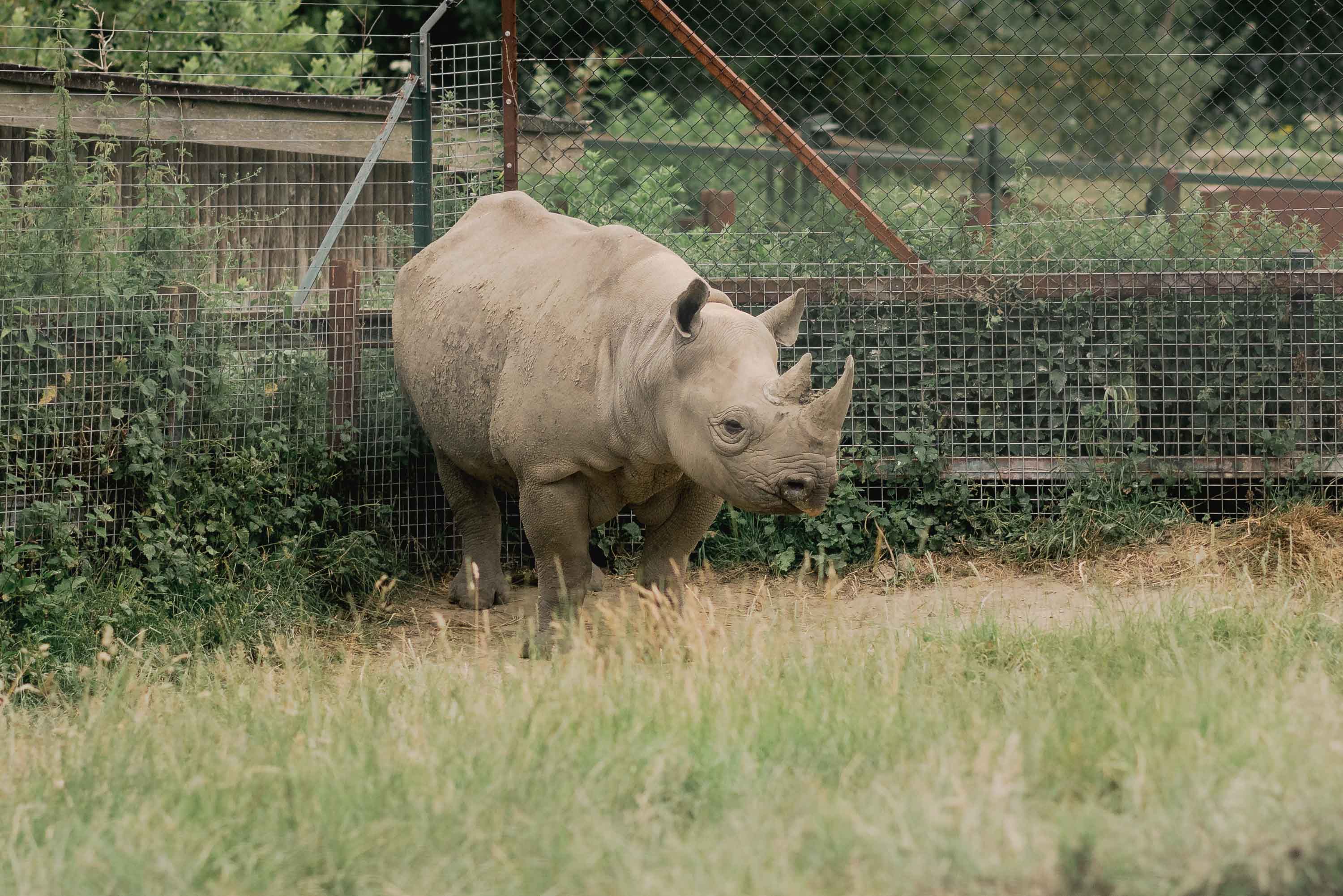 Rhino at Port Lympne Safari Park in Kent.