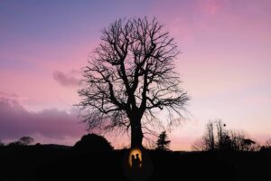 Oak tree in Winchester with a couple silhoutted by their photographer on their wedding day.