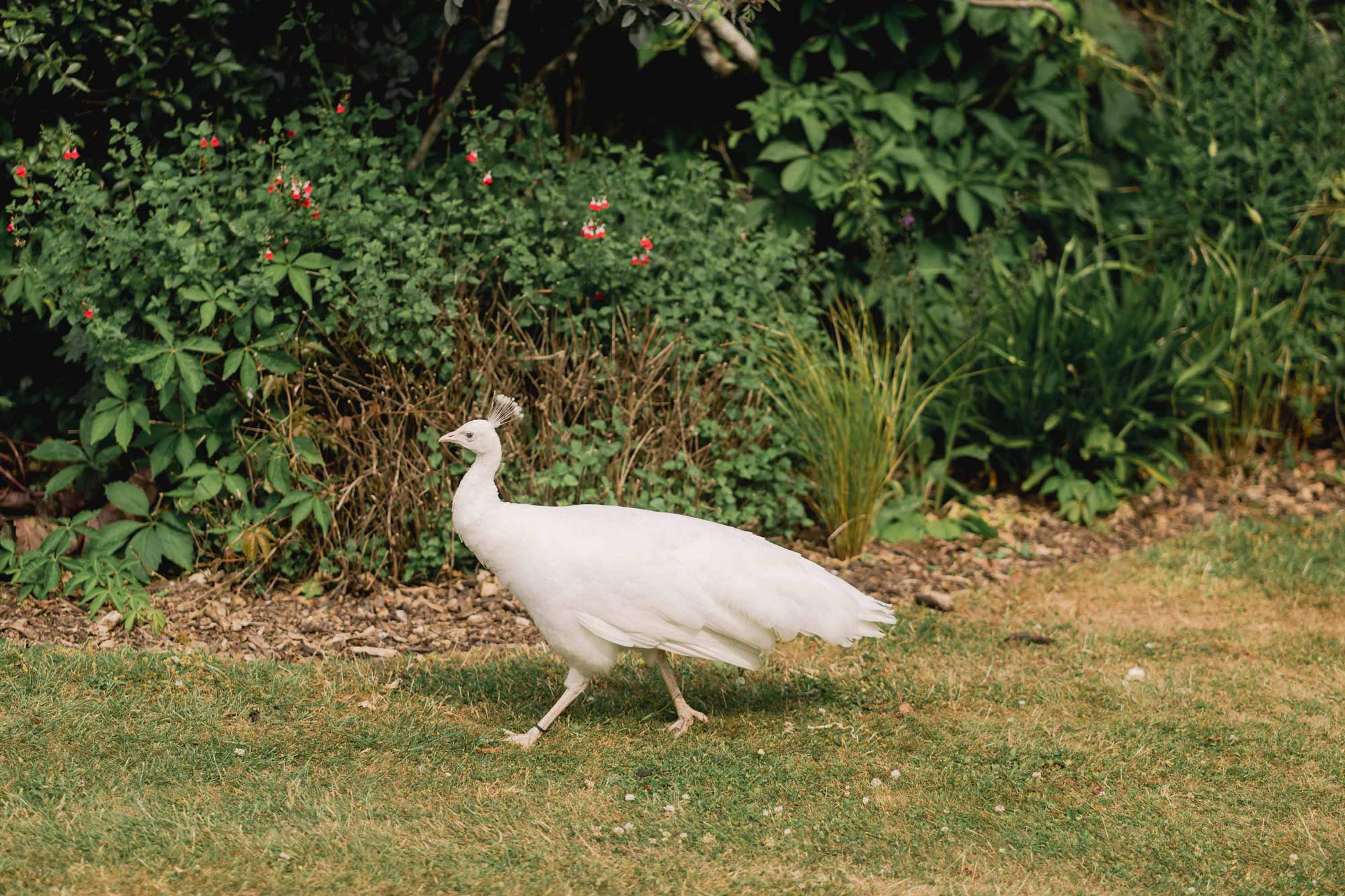 A white albino peacock at Amberley Castle in West Sussex.